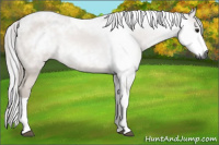 Horse Color:Gray Bay Tobiano