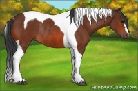 Horse Color:Bay Tobiano Rabicano 