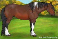 Horse Color:Bay Tobiano Rabicano 
