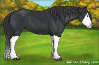Horse Color:Black Splash