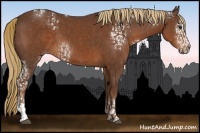 Horse Color:Liver Chestnut Sabino Rabicano  and White Spotted Liver Chestnut Rabicano 