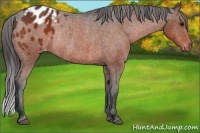 Horse Color:Bay Appaloosa Rabicano 