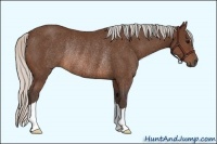 Horse Color:Silver Brown Rabicano 