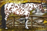 Horse Color:Bay Near Leopard 