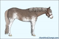 Horse Color:White Spotted Silver Black Sabino 