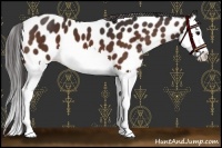 Horse Color:Brown Splash Leopard 