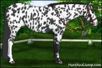 Horse Color:Black Near Leopard 