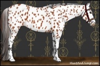 Horse Color:Bay Leopard 
