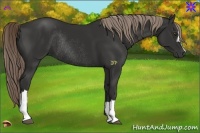 Horse Color:Liver Chestnut Rabicano 