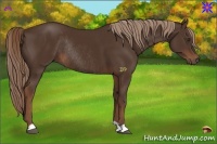 Horse Color:Liver Chestnut Rabicano 