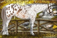 Horse Color:Buckskin Blanket 