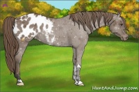 Horse Color:Buckskin Blanket 