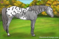 Horse Color:Smoky Black Sabino Frame Appaloosa 