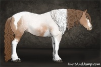 Horse Color:White Spotted Bay Pearl Tobiano