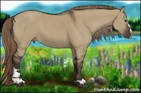 Horse Color:Liver Red Dun Sabino