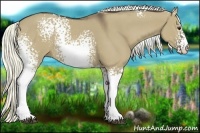 Horse Color:White Spotted Liver Red Dun Sabino Rabicano