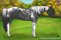 Horse Color:Black Tobiano