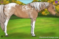 Horse Color:Palomino Tobiano 