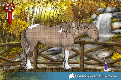 Horse Color:Plaid Liver Red Dun Tobiano