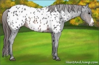 Horse Color:Brown Frame Appaloosa 