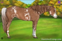 Horse Color:White Spotted Chestnut 