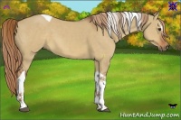 Horse Color:Red Dun Sabino Tobiano 