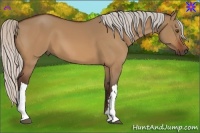 Horse Color:Silver Bay Dun 