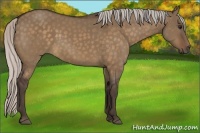 Horse Color:Silver Bay Dun 