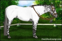 Horse Color:Liver Chestnut Appaloosa 