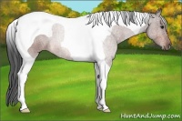 Horse Color:Bay Roan Tobiano 
