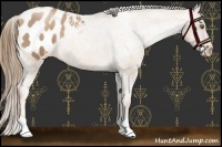 Horse Color:Liver Chestnut Pearl Appaloosa 