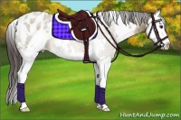 Horse Color:White Spotted Brown Dun Sabino Splash Appaloosa 