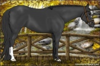 Horse Color:Smoky Black 