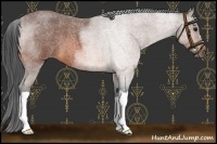 Horse Color:Bay Roan 