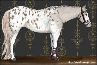 Horse Color:White Spotted Chocolate Palomino Blanket 