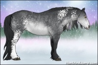 Horse Color:White Spotted Brown Chinchilla