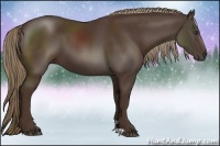 Horse Color:Liver Chestnut 