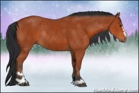 Horse Color:Bay Sabino Rabicano