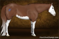 Horse Color:Chestnut Splash 