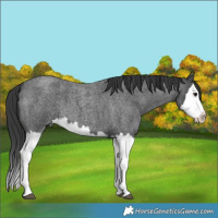 Horse Color:Blue Roan Splash 