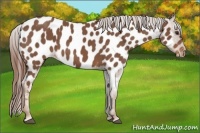 Horse Color:Red Roan Appaloosa 