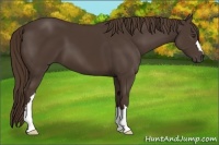 Horse Color:Liver Chestnut 