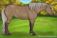 Horse Color:Silver Bay Dun