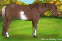 Horse Color:White Spotted Chestnut Sabino 