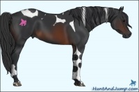 Horse Color:Brown Tobiano