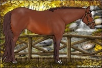 Horse Color:Chocolate Bay 