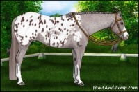 Horse Color:Chocolate Black Appaloosa