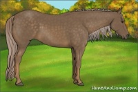 Horse Color:Chocolate Palomino Sabino