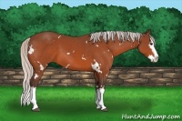 Horse Color:White Spotted Silver Bay Splash 