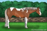 Horse Color:White Spotted Silver Bay Splash Tobiano 
